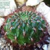 Sulcorebutia_ mentosa ssp.mentosa _HS104a _01